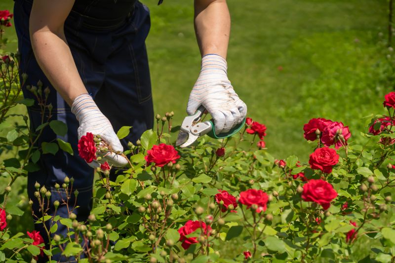 Rose Pruning Service