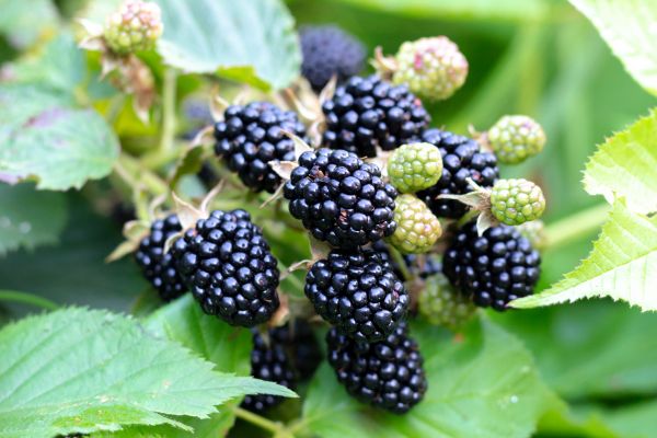 Blackberry Bush Removal in Fort Smith