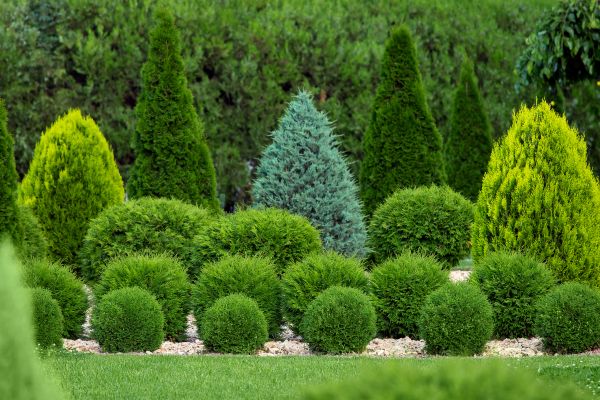 Cost of Bush Shaping Service in Fort Smith