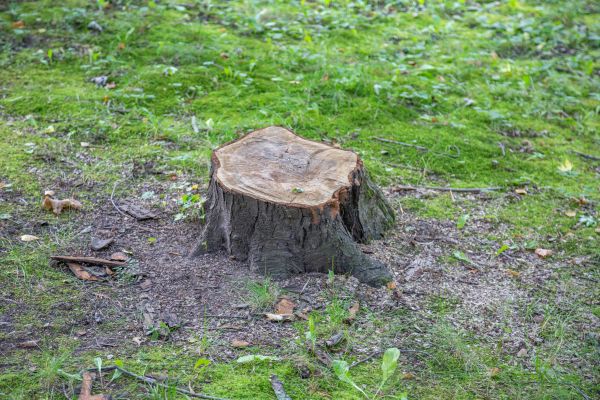 Bush Stump Removal in Fort Smith