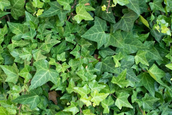 English Ivy Removal in Fort Smith