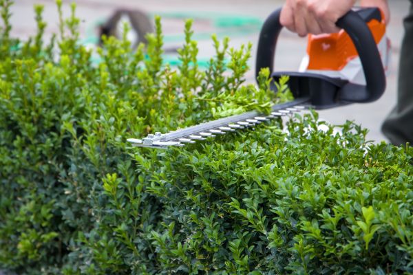 Hedge Pruning in Fort Smith
