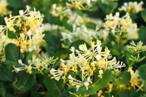 Honeysuckle Removal in Fort Smith