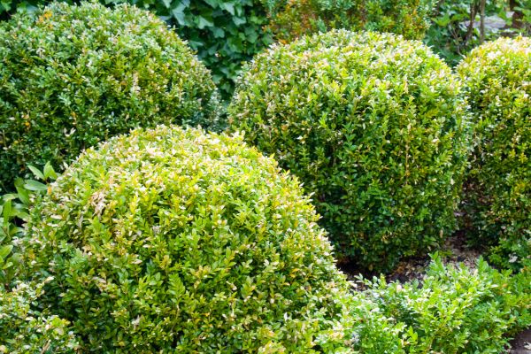 Landscape Trimming Service in Fort Smith