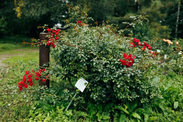 Cost of Rose Bush Removal in Fort Smith