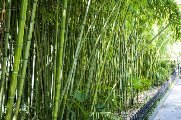 Cost of Bamboo Root Removal in Fort Smith