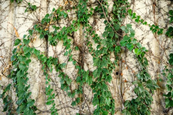 Cost of Vine Removal Service in Fort Smith