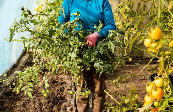 Cost of Garden Plant Removal in Fort Smith
