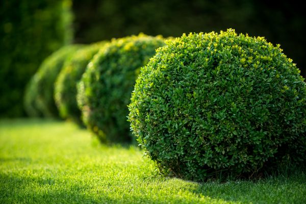 Cost of Bush Pruning in Fort Smith