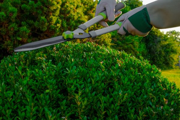 Cost of Topiary Shearing in Fort Smith