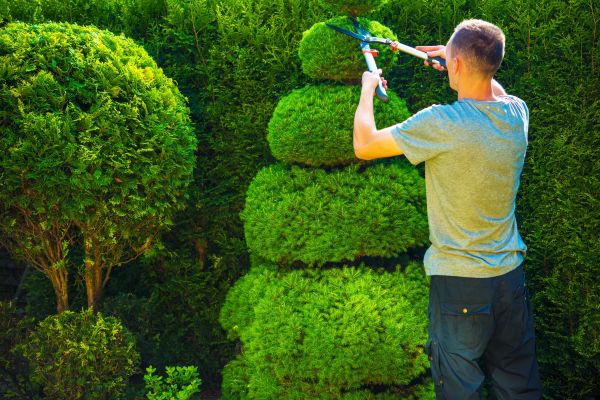 Cost of Topiary Shaping in Fort Smith
