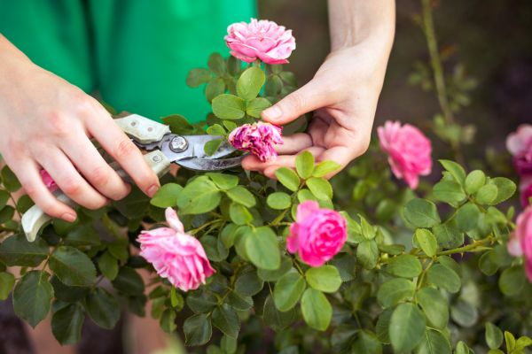 Cost of Rose Shearing in Fort Smith