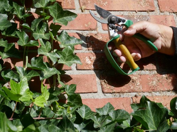 Cost of Ivy Removal Service in Fort Smith