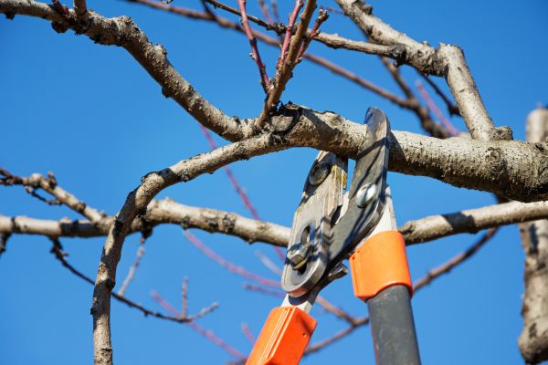Selective Pruning in Fort Smith