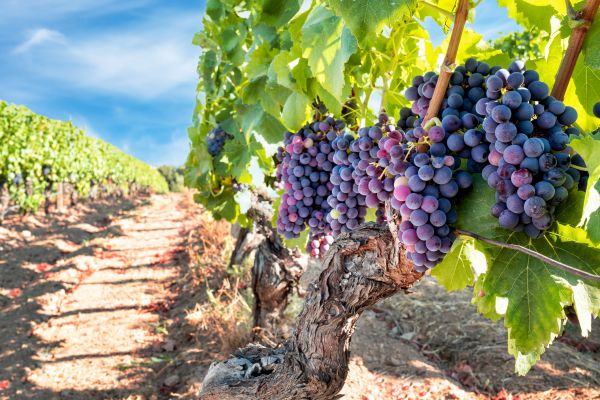Cost of Grapevine Pruning in Fort Smith