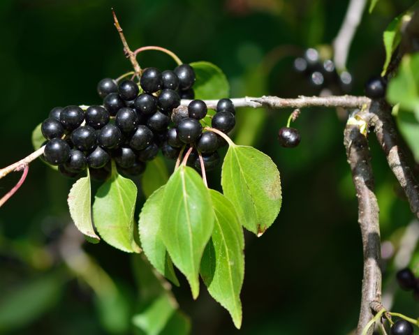 Buckthorn Removal in Fort Smith