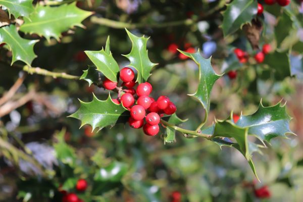 Holly Tree Trimming in Fort Smith