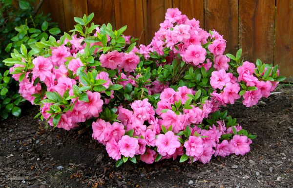 Cost of Azaleas Removal in Fort Smith