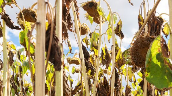 Cost of Dead Plant Removal in Fort Smith