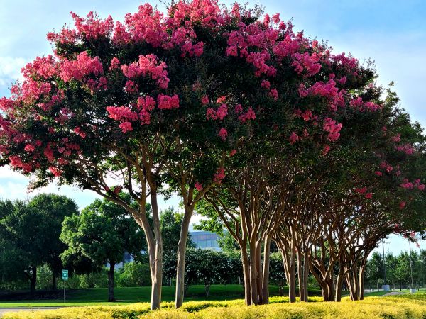 Cost of Crepe Myrtle Pruning in Fort Smith
