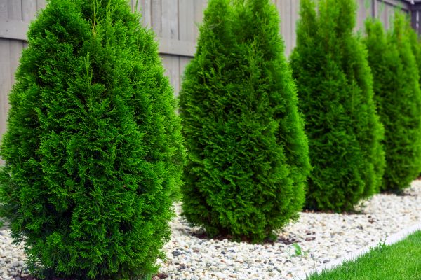 Arborvitae Pruning in Fort Smith