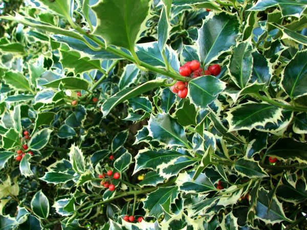 Holly Bushes Trimming in Fort Smith