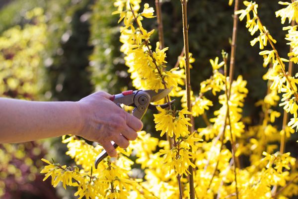 Forsythia Pruning in Fort Smith