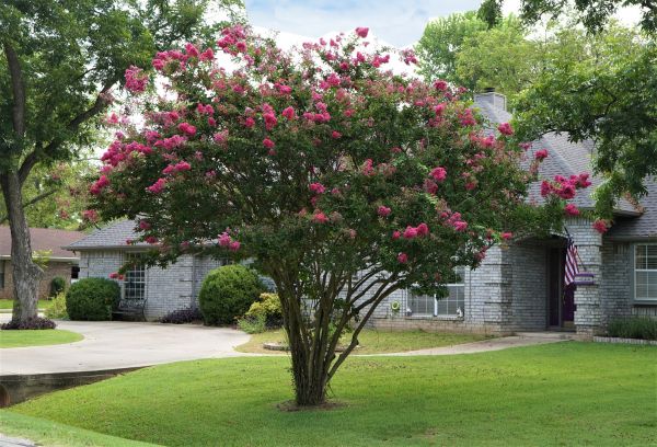 Crepe Myrtle Trimming in Fort Smith