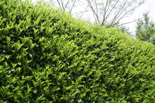 Cost of Laurel Shrub Removal in Fort Smith