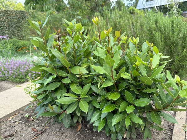 Cost of Laurel Hedge Removal in Fort Smith