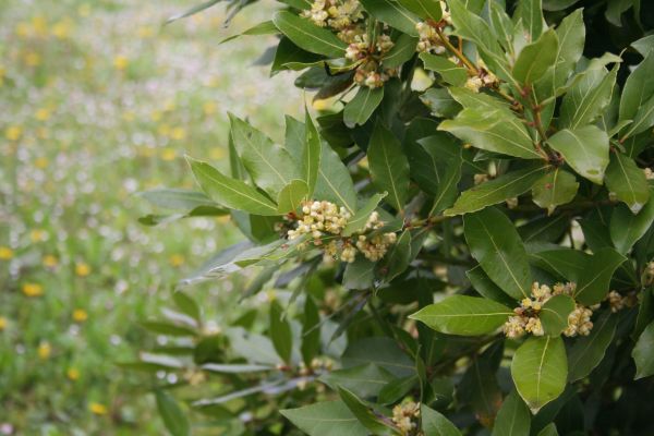 Cost of Laurel Trimming in Fort Smith