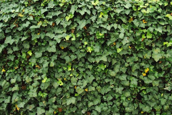 Cost of Ivy Pruning service in Fort Smith