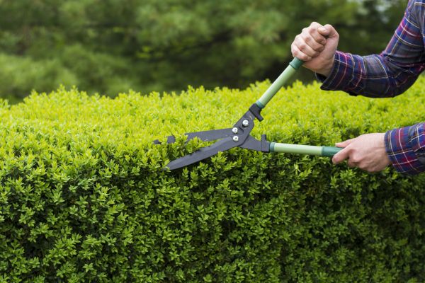 Evergreen Shrub Pruning in Fort Smith