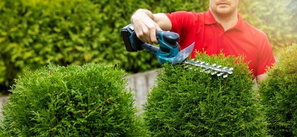 Cost of Hedge Shaping Service in Fort Smith