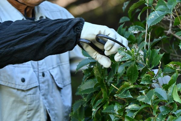 Holly Pruning in Fort Smith