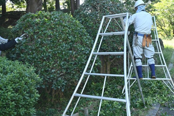 Cost of Holly Shaping in Fort Smith