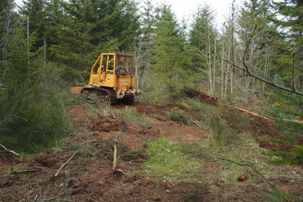 Cost of Shrubbery Clearing in Fort Smith