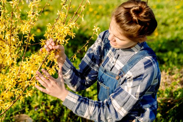 Forsythia Trimming in Fort Smith