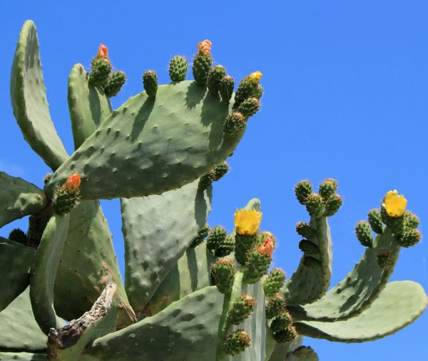 Cactus Removal in Fort Smith