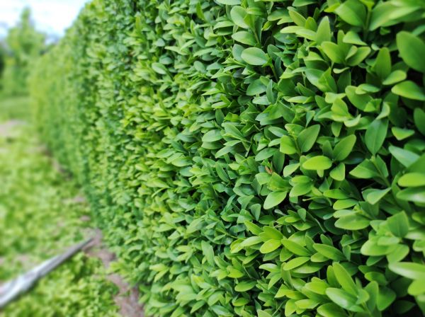 Cost of Boxwood Pruning in Fort Smith