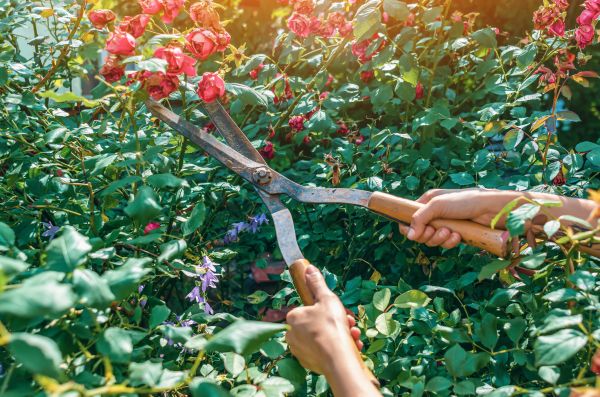 Knockout Roses Pruning in Fort Smith