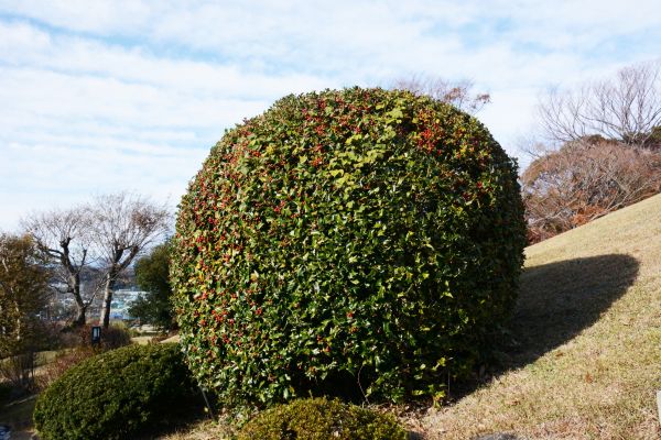Holly Shrub Pruning in Fort Smith