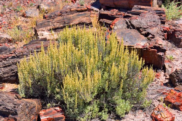Sagebrush Removal in Fort Smith