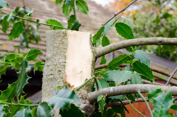 Holly Tree Removal in Fort Smith