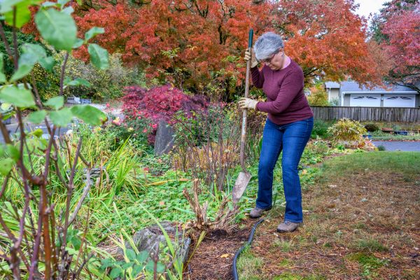 Dead Bush Removal in Fort Smith