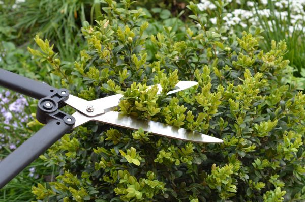 Cost of Boxwood Trimming in Fort Smith