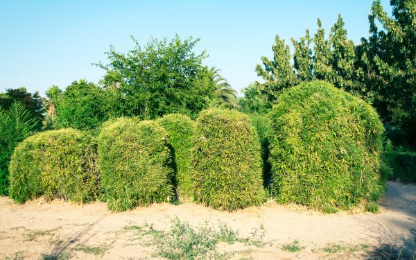 Cost of Bamboo Hedge Removal in Fort Smith
