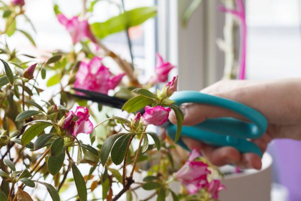Azalea Pruning in Fort Smith