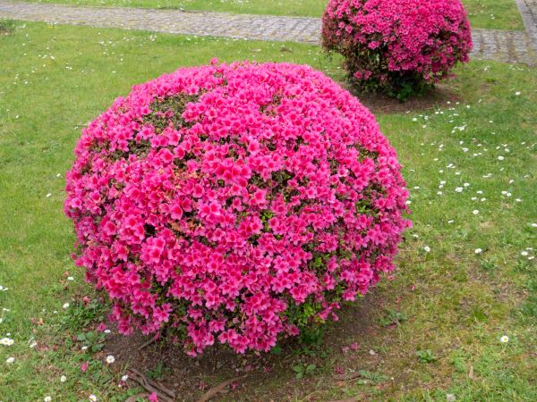 Rhododendron Pruning in Fort Smith
