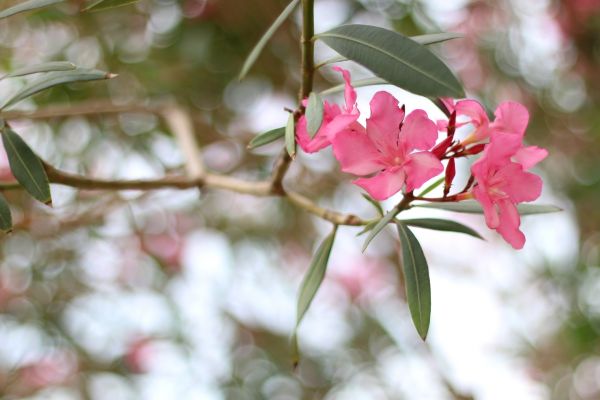 Oleander Removal in Fort Smith